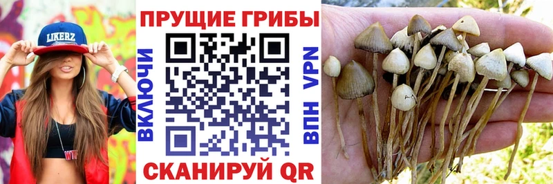 Псилоцибиновые грибы прущие грибы  Духовщина 